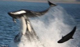 杀人鲸在线观看,揭秘杀人鲸的致命之谜