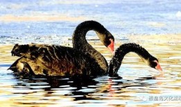 黑天鹅属性爆料最新,不可预测的颠覆性影响解析